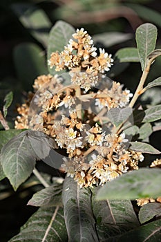 Eriobotrya JaponicaNispero tree flower.