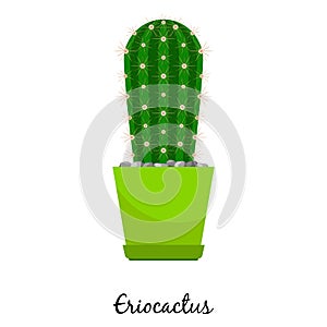 Eriocactus cactus in pot