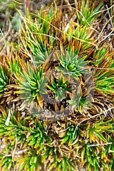 Eriocaulaceae (Paepalanthus Alpinus) near to Paramo photo