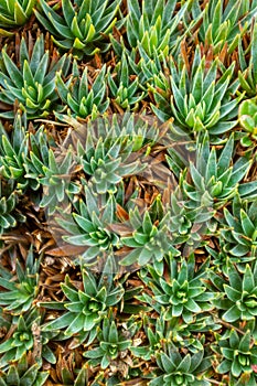 Eriocaulaceae (Paepalanthus Alpinus) near to Paramo photo