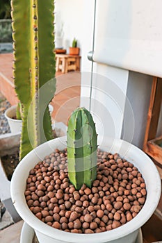 ERIOCEREUS Harrisia jusbertii  or cactus , Fairytale castle or Cereus peruvianus