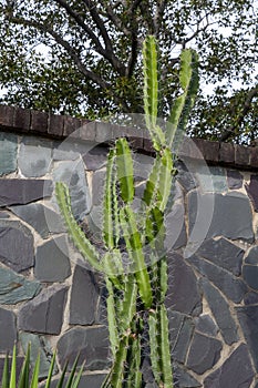 Eriocereus tortuosus cactus is native to Argentina, Paraguay and Uruguay photo