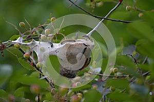 Eriogaster lanestris. The caterpillars live on clinging nests hanging at the end of the branches.