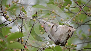 Eriogaster lanestris. The caterpillars live on clinging nests hanging at the end of the branches