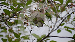 Eriogaster lanestris. The caterpillars live on clinging nests hanging at the end of the branches