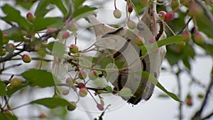 Eriogaster lanestris. The caterpillars live on clinging nests hanging at the end of the branches