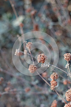 ERIOGONUM CINEREUM FRUIT - TEMESCAL GATEWAY P - 121920 B