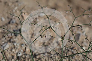 ERIOGONUM DEFLEXUM BLOOM - TWENTYNINE PALMS - 052220 A