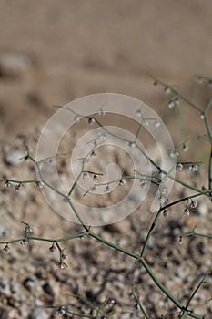 ERIOGONUM DEFLEXUM BLOOM - TWENTYNINE PALMS - 052220 C