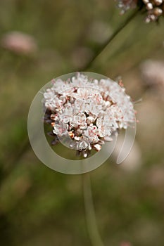 ERIOGONUM FASCICULATUM BLOOM - RED ROCK CP MRCA - 051221 B