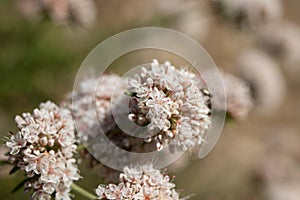 ERIOGONUM FASCICULATUM BLOOM - RED ROCK CP MRCA - 051221 D