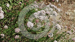 ERIOGONUM FASCICULATUM BLOOM - RED ROCK CP MRCA - 051221 V