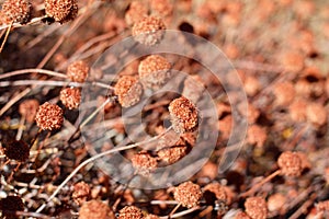 ERIOGONUM FASCICULATUM FRUIT - JOSHUA TREE NP - 120120 A