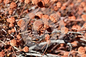 ERIOGONUM FASCICULATUM FRUIT - JOSHUA TREE NP - 120120 C