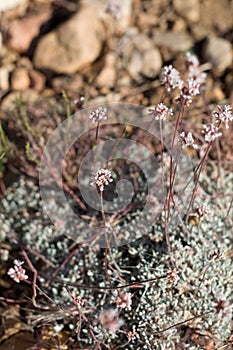 ERIOGONUM KENNEDYI BLOOM - BALDWIN LAKE ER - 063020 D