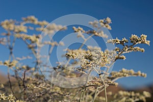 ERIOGONUM PLUMATELLA BLOOM - PIONEERTOWN MP - 072020 B