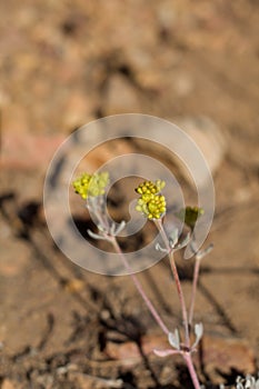 ERIOGONUM UMBELLATUM BLOOM - BALDWIN LAKE ER - 063020 A