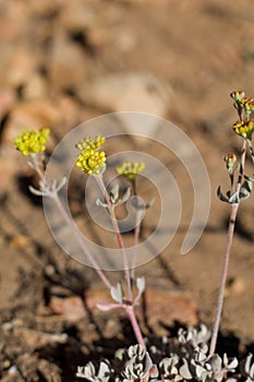 ERIOGONUM UMBELLATUM BLOOM - BALDWIN LAKE ER - 063020 B