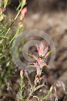 ERIOGONUM UMBELLATUM BLOOM - BALDWIN LAKE ER - 063020 C