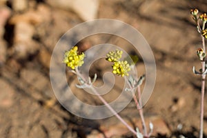 ERIOGONUM UMBELLATUM BLOOM - BALDWIN LAKE ER - 063020 D