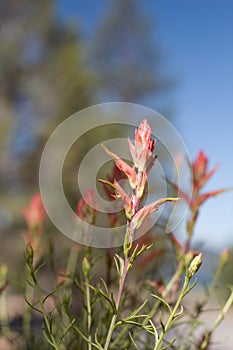 ERIOGONUM UMBELLATUM BLOOM - BALDWIN LAKE ER - 063020 DD