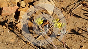 ERIOGONUM UMBELLATUM BLOOM - BALDWIN LAKE ER - 063020 V B