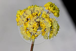 Eriogonum umbellatum, sulphurflower buckwheat