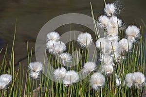 Eriophorum