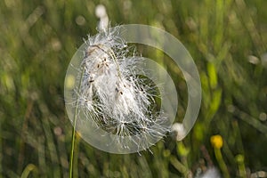 Eriophorum