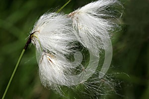 Eriophorum angustifolium