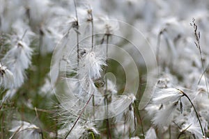 Eriophorum angustifolium common cottongrass flowering plant, group of cottonsedge flowers in bloom on natural protected meadow