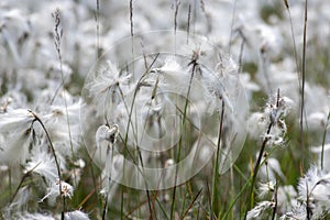 Eriophorum angustifolium common cottongrass flowering plant, group of cottonsedge flowers in bloom on natural protected meadow