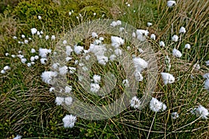 Eriophorum angustifolium