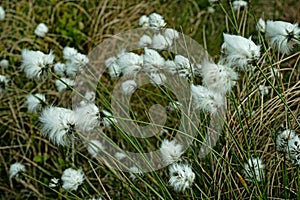 Eriophorum angustifolium photo