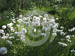 Eriophorum arctic cottongrass flowers in Kiruna, swedish Lappland