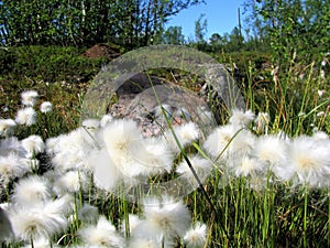 Eriophorum arctic cottongrass soft and fluffy flowers in Kiruna, swedish Lappland