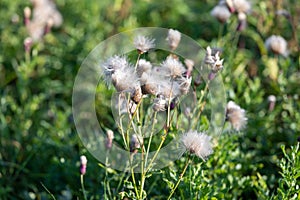 Eriophorum bushes in the field in summer