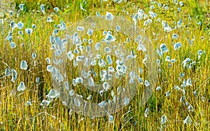 Eriophorum cotton grass close-up in Subarctic. photo