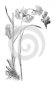 Eriophorum cottongrass, cotton-grass or cottonsedge Illustration from Brockhaus Konversations-Lexikon 1908 background