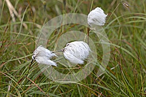 Eriophorum, cottongrass, in the northern tundra