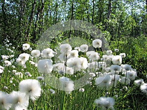 Eriophorum arctic cottongrass flowers in Kiruna, swedish Lappland photo