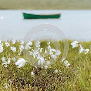 Eriophorum gracile plant with water and a green boat in the background.