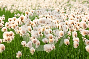 Eriophorum russeolum. Abundant blooms of cotton grass rusty on the Yamal Peninsula in Russia