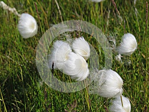 Eriophorum scheuchzeri - cottony beauty in the windd