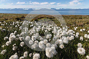 Eriophorum scheuchzeri ssp. arcticum, pushiyets plants growing on Svalbard