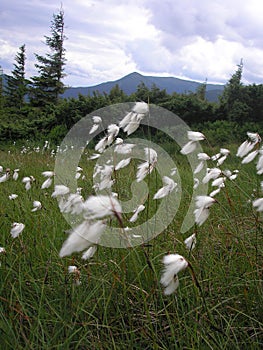 Eriophorum sheuchzeri