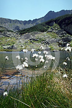 Eriophorum vaginatum