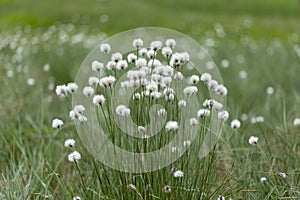 Eriophorum vaginatum, the hare`s-tail cottongrass, tussock cottongrass, or sheathed cottonsedge, is a species of perennial herbace