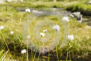 Eriophorum vaginatum L. (hare's-tail cottongrass, tussock cottongrass, sheathed cottonsedge)