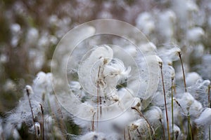 Eriophorum vaginatum